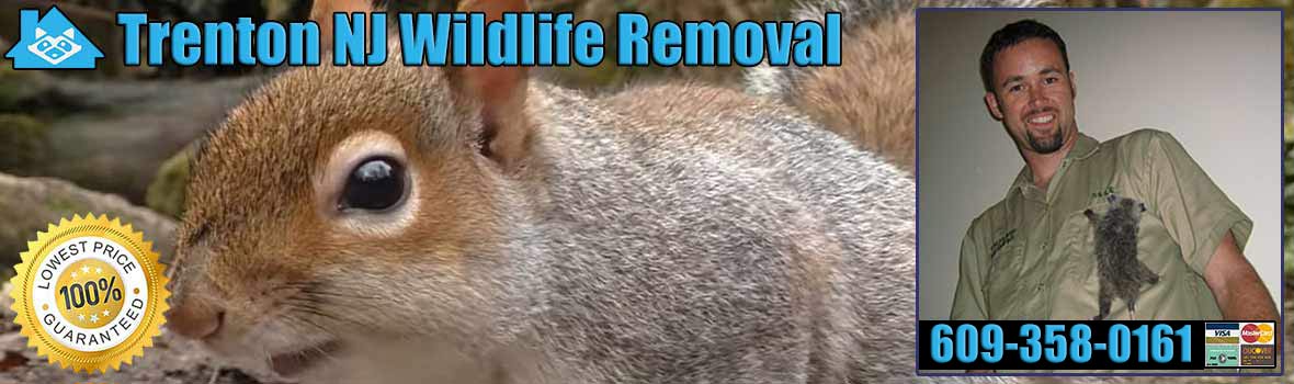 Trenton Wildlife and Animal Removal